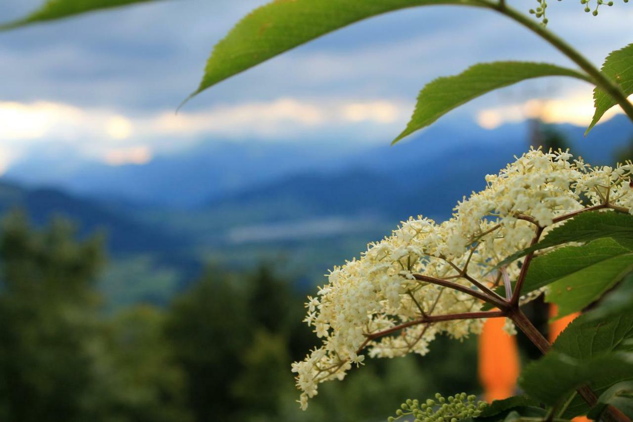 Scheibenwald Huette Kössen